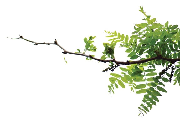 Branch