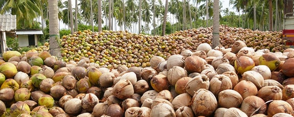 Coconuts